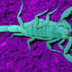 Image for article titled Complementary Colors 2